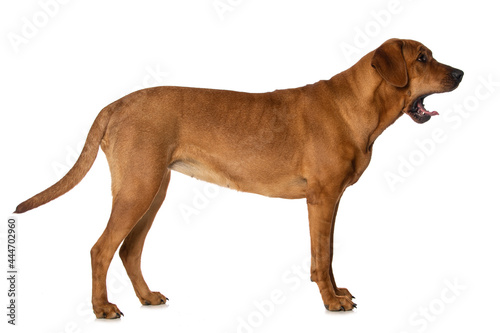 Yawning dog isolated on white background