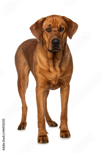 Broholmer dog standing isolated on white background