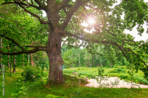 Fototapeta Naklejka Na Ścianę i Meble -  Old oak on the sunny forest meadow.