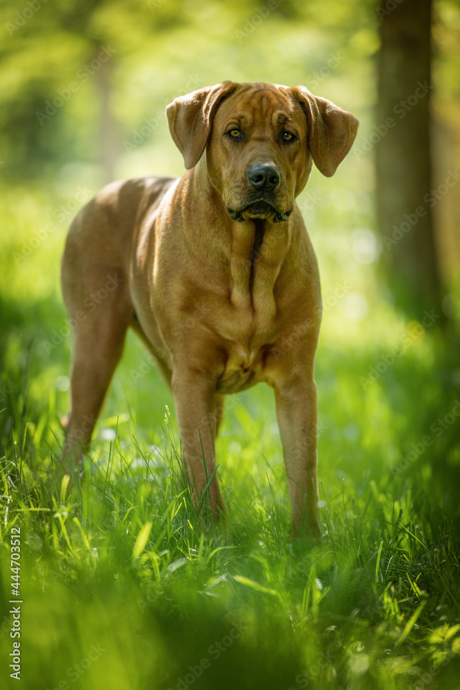 Broholmer dog in nature background