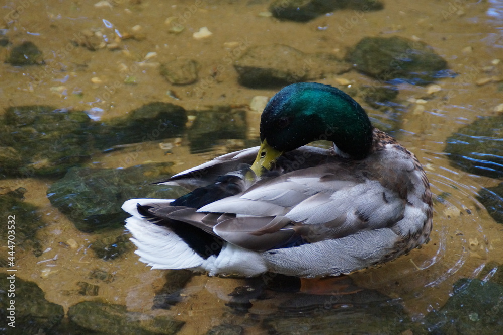 Obraz premium duck on the lake