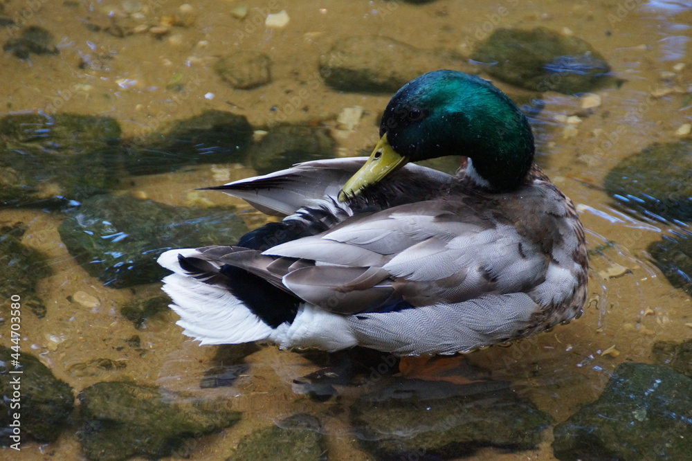 Obraz premium duck on the lake