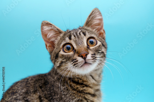 Closeup kitten tabby grey portrait. Big eyes and cute face. Pet cat portrait on blue background. Ophthalmologic veterinarian animal disease. Vet medicine 
