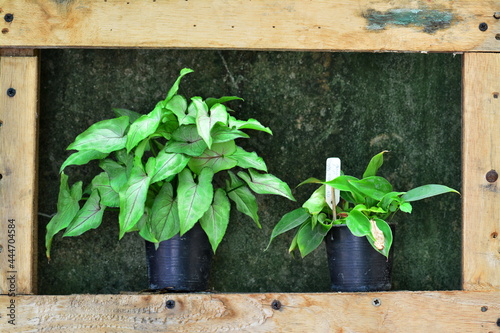 Beautiful potted betel plants to decorate your home and garden.