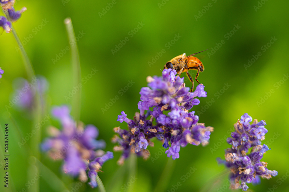 common drone fly in garden collecting nectar common drone fly in garden collecting nectar
