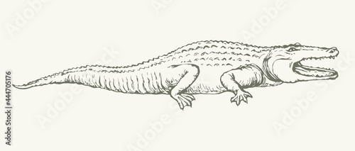 Crocodile. Vector drawing icon sign