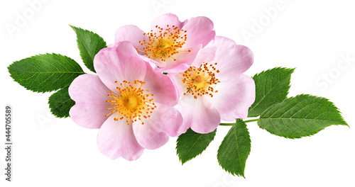 Flower rose hips isolated on white background. With clipping path.