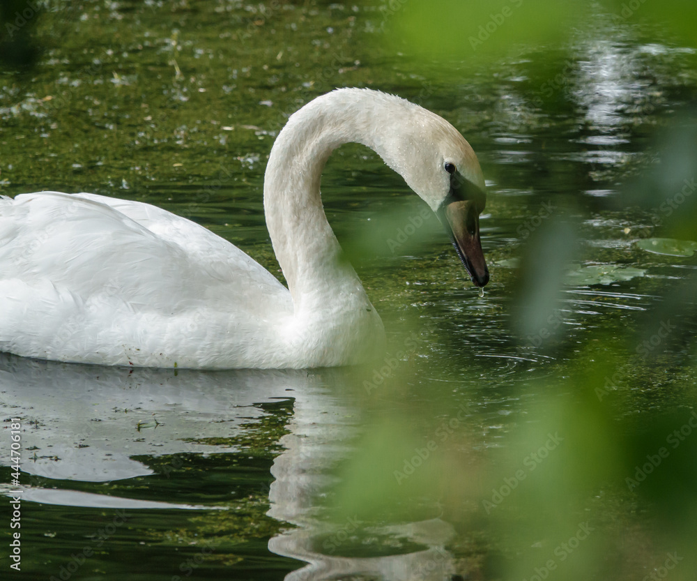 Beautiful white swan on a nature reserve lake in Wiltshire Beautiful white swan on a nature reserve lake in Wiltshire