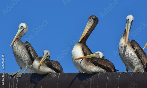 sea birds , pelicans , Talcahuano Chile photo