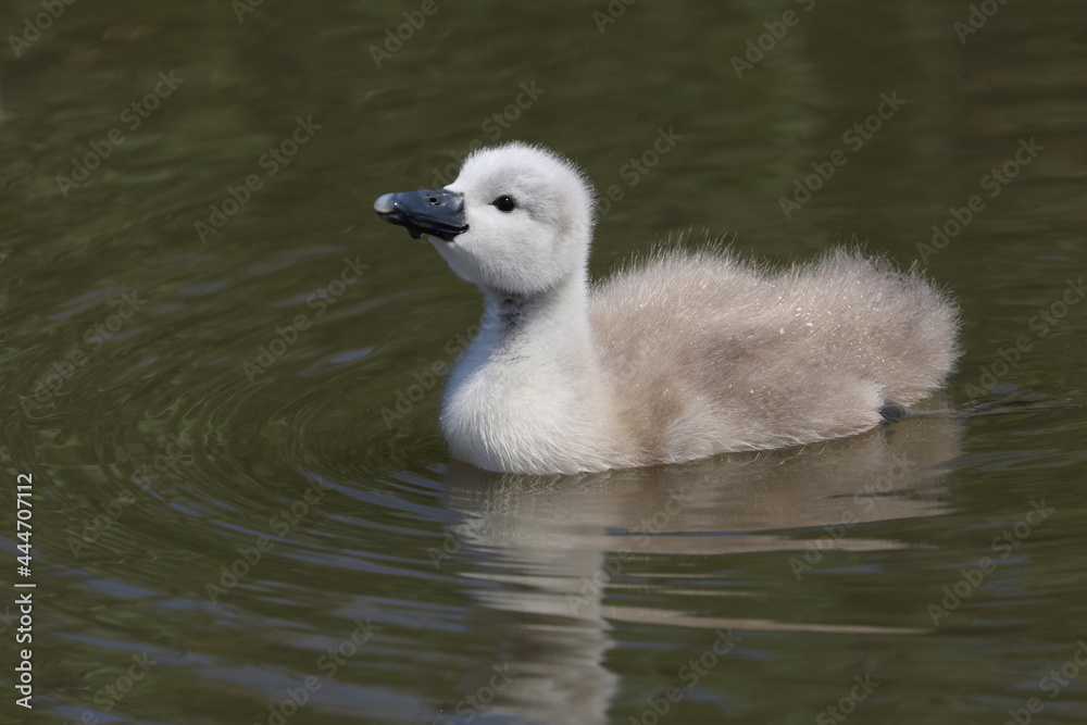 A beautiful baby mute swan cygnet (Cygnus olor) swimming on the water. A beautiful baby mute swan cygnet (Cygnus olor) swimming on the water.