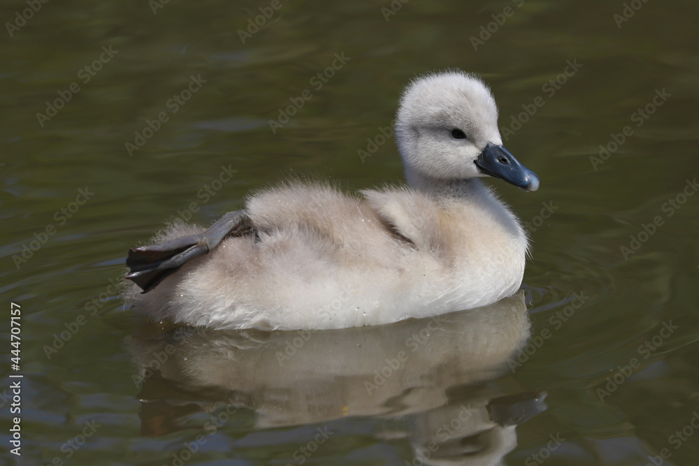 A beautiful baby mute swan cygnet (Cygnus olor) swimming on the water. A beautiful baby mute swan cygnet (Cygnus olor) swimming on the water.