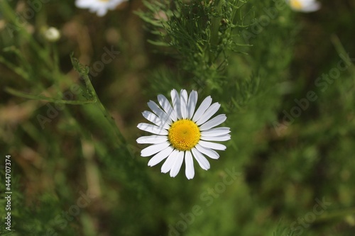 Beautiful chamomile