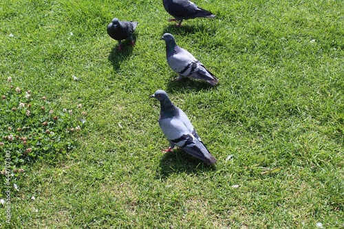 Pigeons on green grass