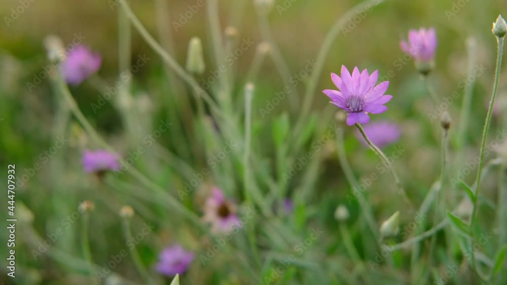 The hand of women touch immortelles purple wild flowers in the green field on sunset swing close to. Nature and floral flowery ,woman day ,perfume, cosmetic ,organic concept.High quality 4k vertical The hand of women touch immortelles purple wild flowers in the green field on sunset swing close to. Nature and floral flowery ,woman day ,perfume, cosmetic ,organic concept.High quality 4k vertical