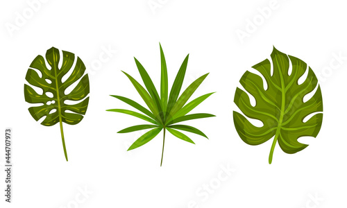 Tropical Leaf on Stem as Exotic Flora Vector Set
