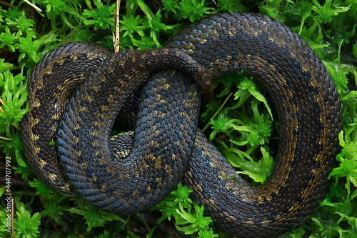 snake viper in the swamp, reptile in the wild, poisonous dangerous animal, wildlife