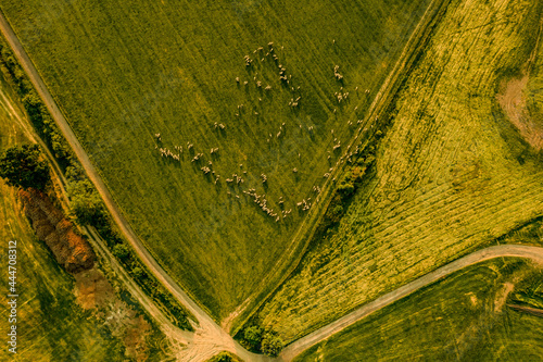 Aerial view of a flock of sheep grazing pastures. Landscape with livestock from drone point of view.