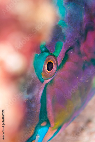 Vivid color face of parrotfish graphic pattern multicolor for background with copy space.