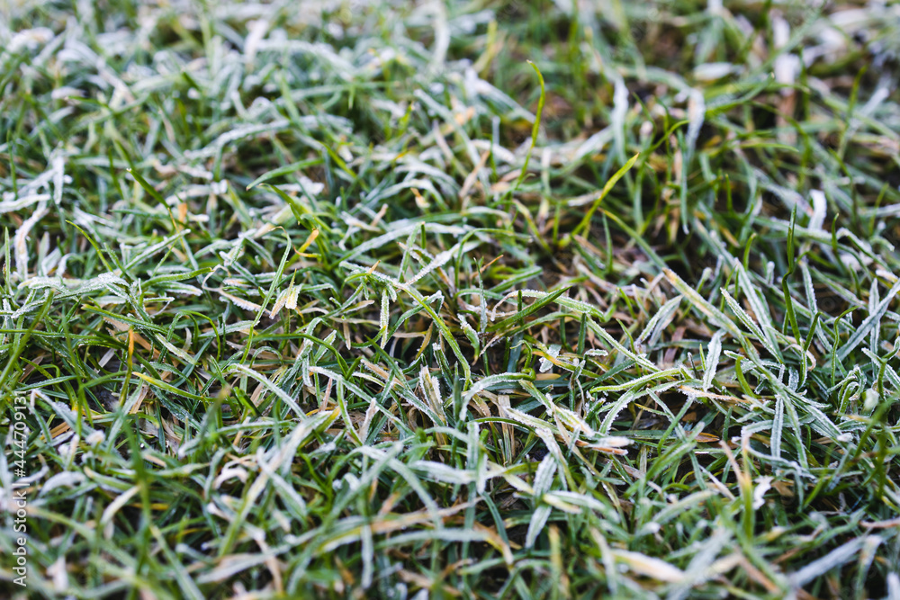 frosted lawn, close-up of winter morning frost on green grass shallow depth of field frosted lawn, close-up of winter morning frost on green grass shallow depth of field