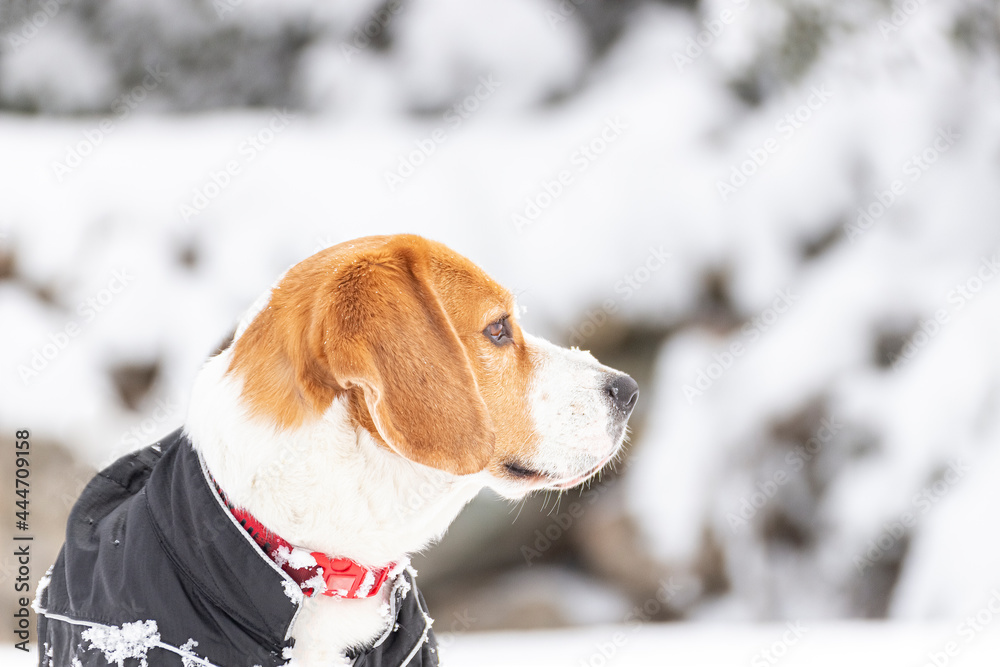 Young tricolour Beagle dog enjoying a walk in the snow, wearing a black coat for the cold.