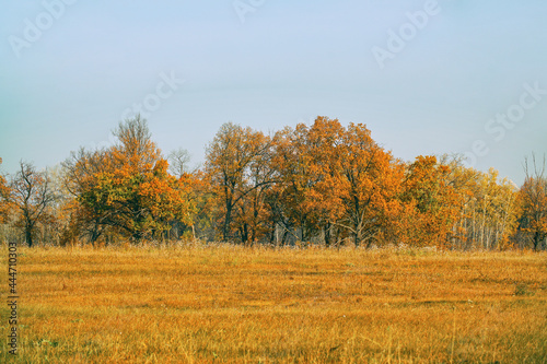 Beautiful autumn orange-yellow forest. Autumn landscape