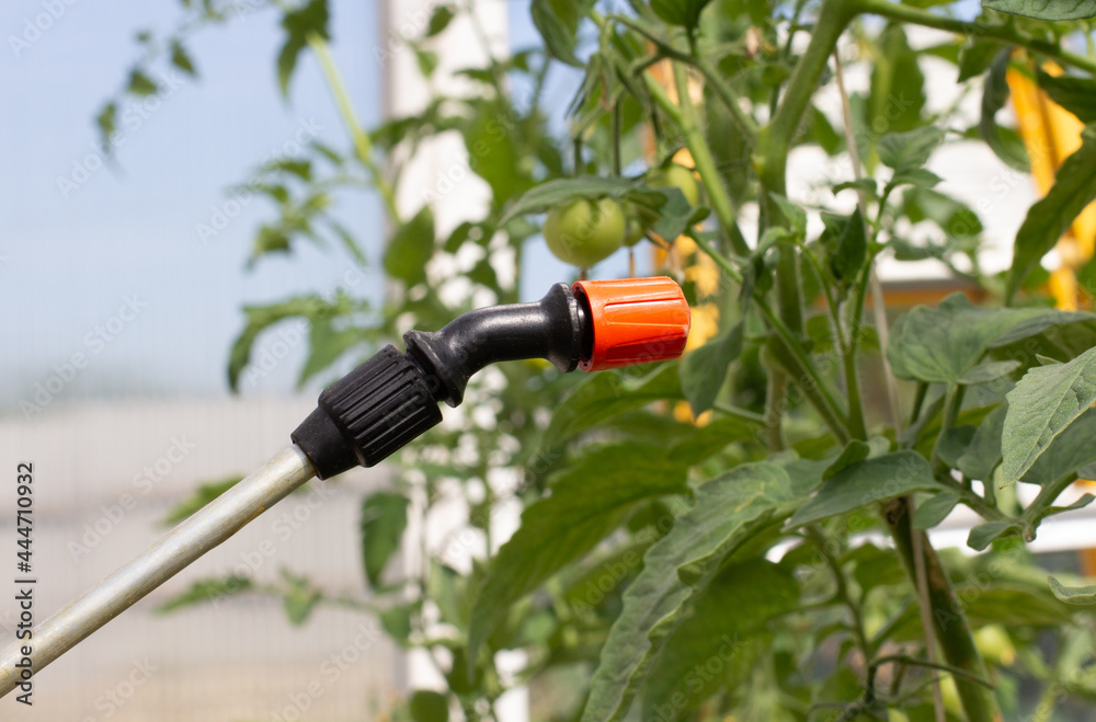 Naklejka premium A farmer sprays cucumbers with pesticides in a greenhouse. Protection of vegetables from insects.