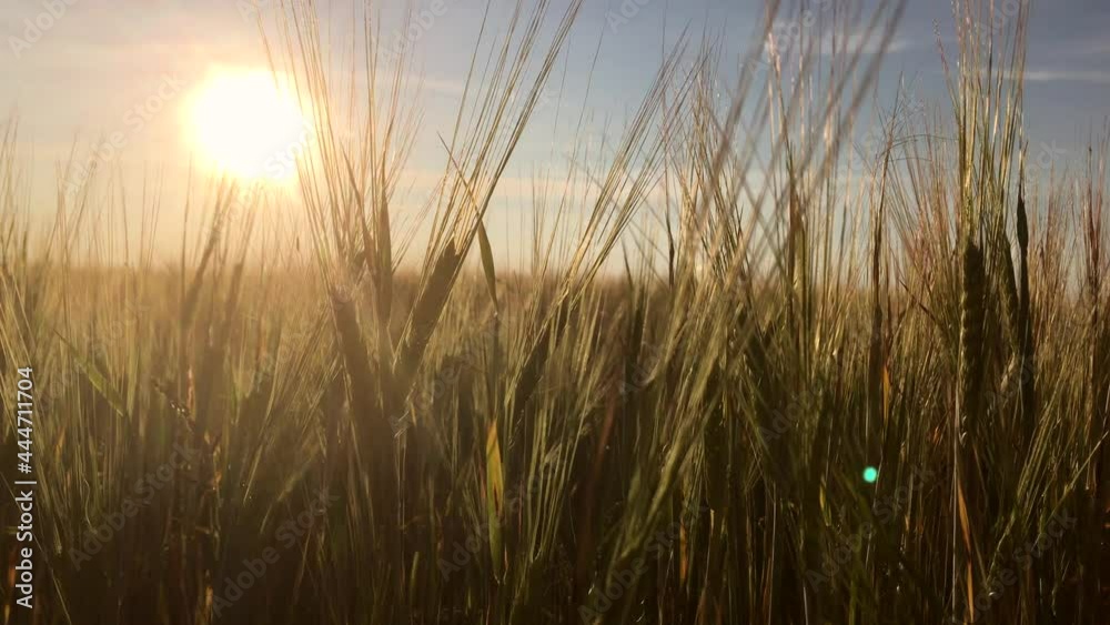 Ears of wheat in a field at sunset sway in the wind, close-up. The cereal culture is growing. Agriculture and agrarian business concept. Beautiful summer nature background. Farm landscape Ears of wheat in a field at sunset sway in the wind, close-up. The cereal culture is growing. Agriculture and agrarian business concept. Beautiful summer nature background. Farm landscape