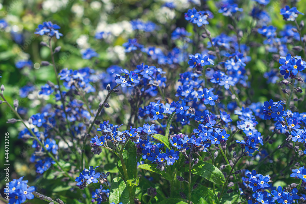Kommelin, little blue flowers in the meadow in summer. Natural background. Flowers background. Beautiful neutral colors.. Kommelin, little blue flowers in the meadow in summer. Natural background. Flowers background. Beautiful neutral colors..