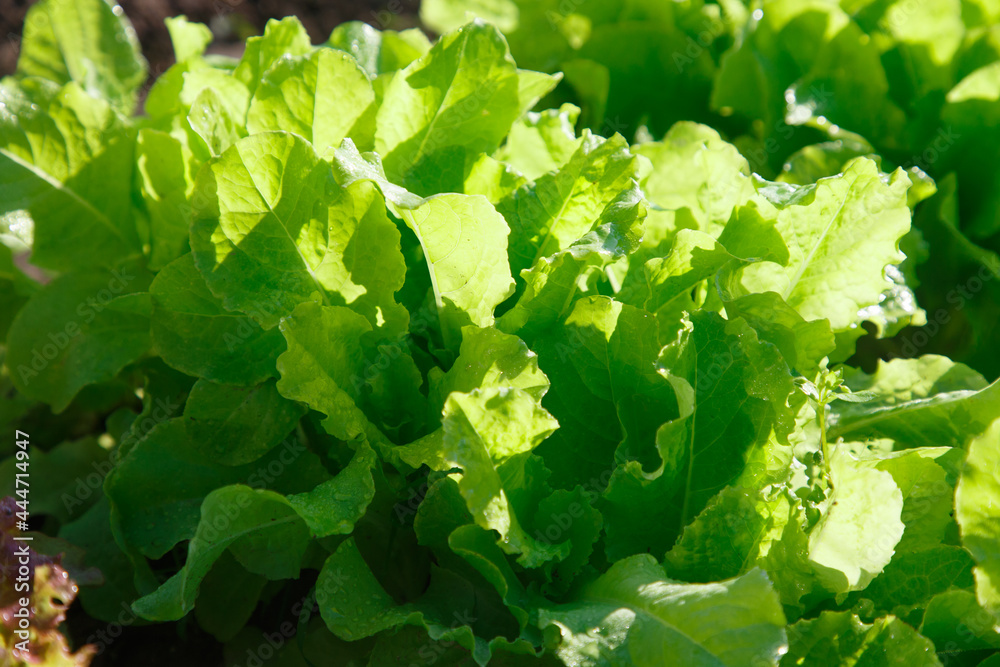 Fototapeta premium The green salad on the bed in the garden
