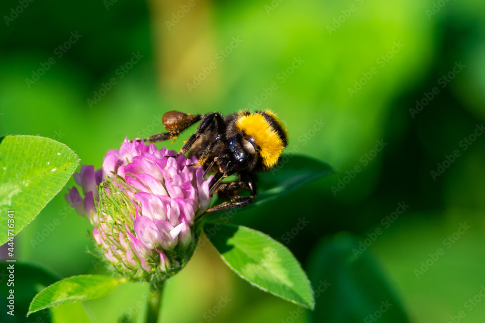 Bombus lucorum sit on flower.
white-tailed bumblebee in summer scene with natural green grass Bombus lucorum sit on flower.
white-tailed bumblebee in summer scene with natural green grass