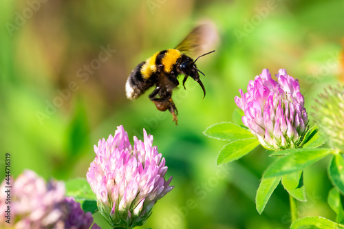 Bombus lucorum sit on flower.
white-tailed bumblebee in summer scene with natural green grass