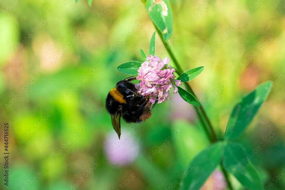 Bombus lucorum sit on flower.
white-tailed bumblebee in summer scene with natural green grass