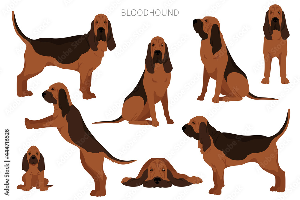 Bloodhound clipart. Different coat colors and poses set - obrazy, fototapety, plakaty 