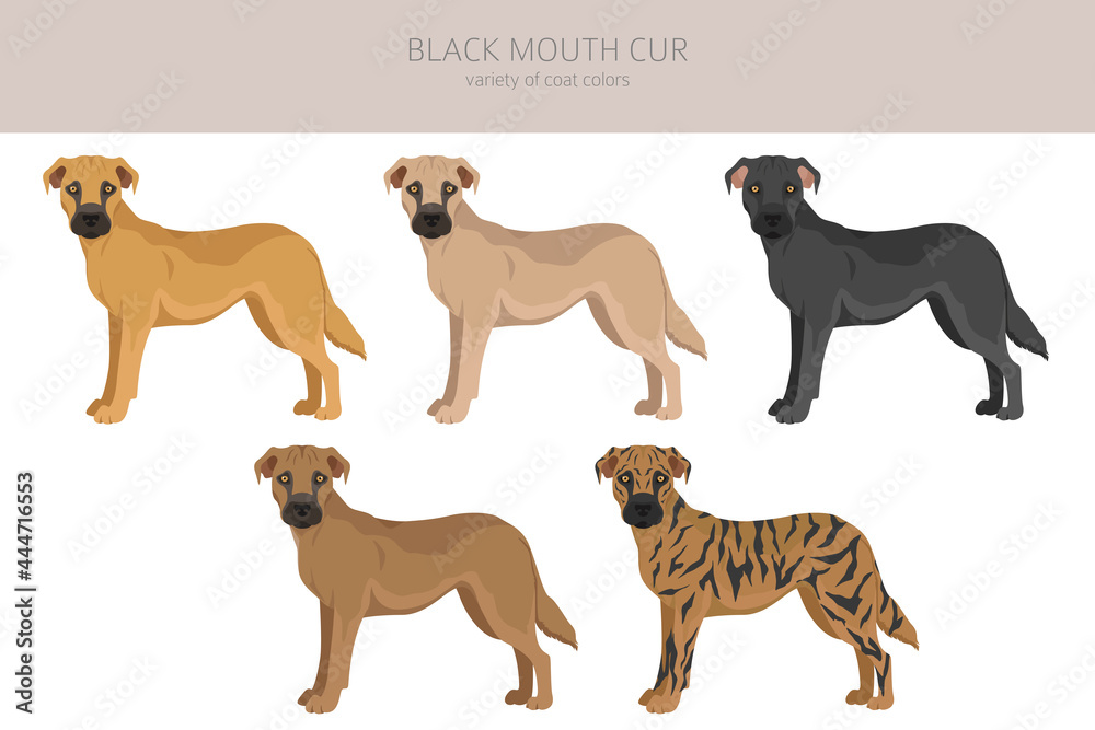 Black mouth cur clipart. Different coat colors and poses set