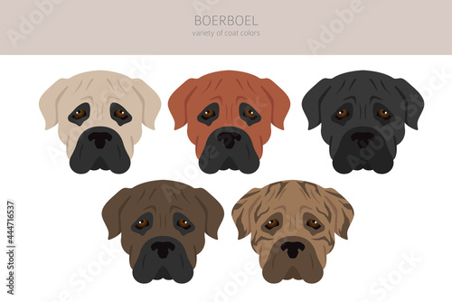Boerboel clipart. Different coat colors and poses set