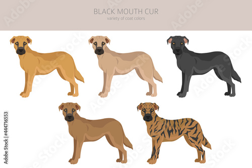 Black mouth cur clipart. Different coat colors and poses set