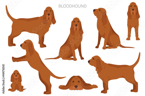 Bloodhound clipart. Different coat colors and poses set photo