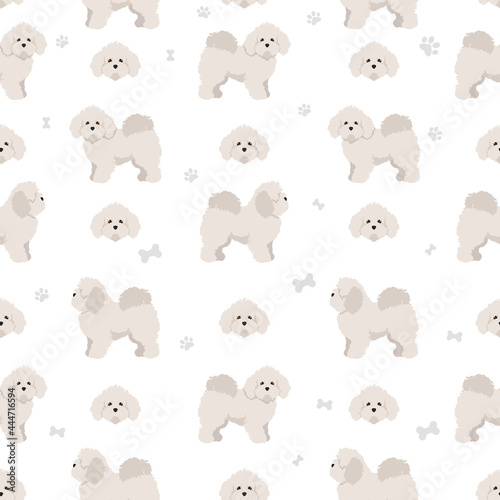 Bolognese dog seamless pattern. Different coat colors and poses set.