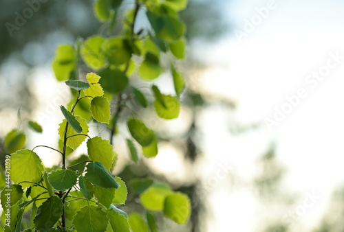Aspen trees green fresh leaves trembling in hard wind