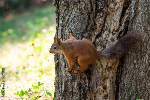 Red squirrel eat nuts on spring scene, Red squirrel sit on tree © airunreal