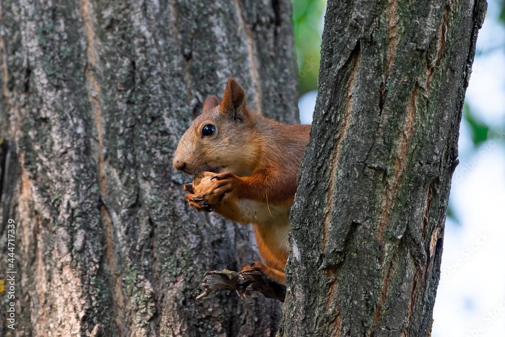Red squirrel eat nuts on spring scene, Red squirrel sit on tree Red squirrel eat nuts on spring scene, Red squirrel sit on tree