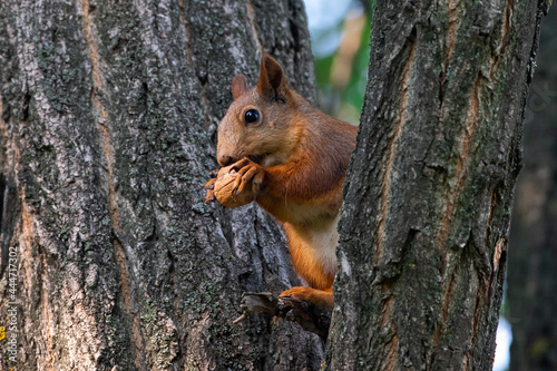 Red squirrel eat nuts on spring scene, Red squirrel sit on tree