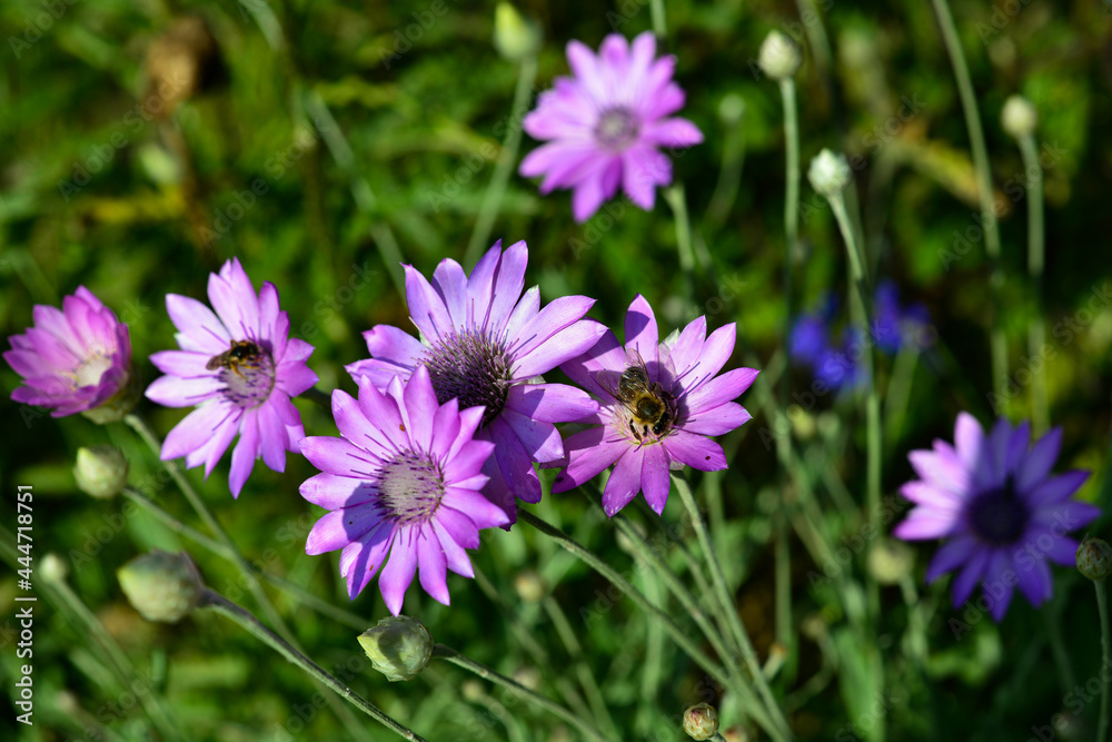 Fototapeta premium Purple flower of Annual Everlasting or Immortelle, Xeranthemum annuum, macro, selective focus