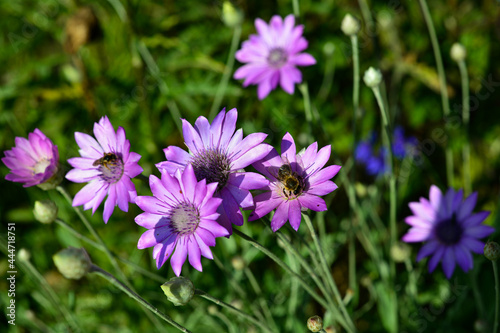 Purple flower of Annual Everlasting or Immortelle  Xeranthemum annuum  macro  selective focus