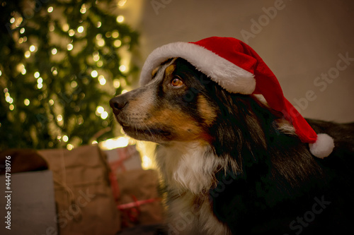 Australian shepherd dog with christmas hat waiting for christmas evening