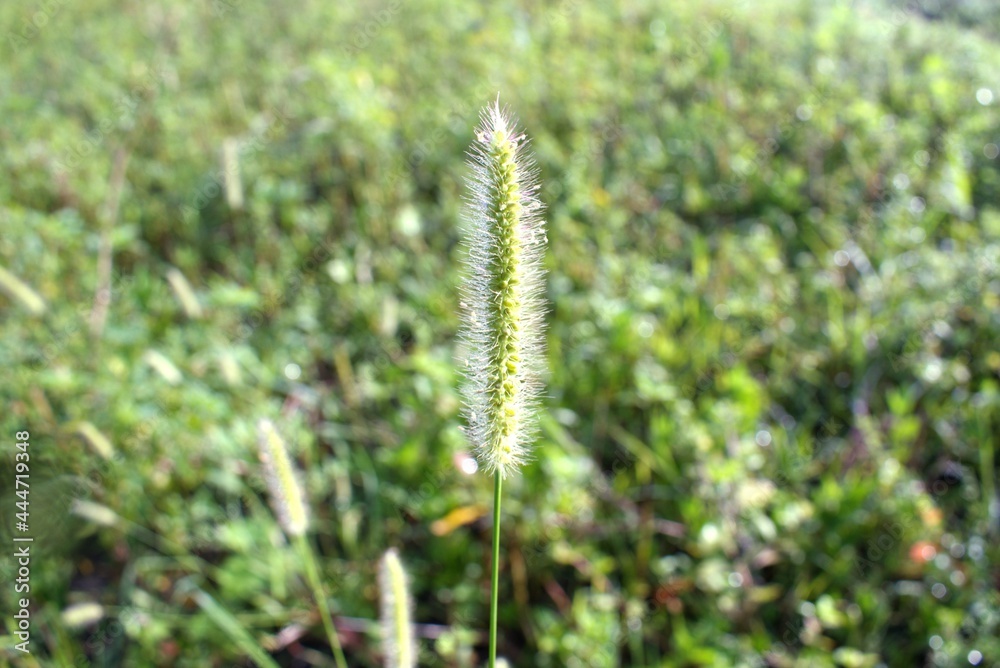 grass flower in the field