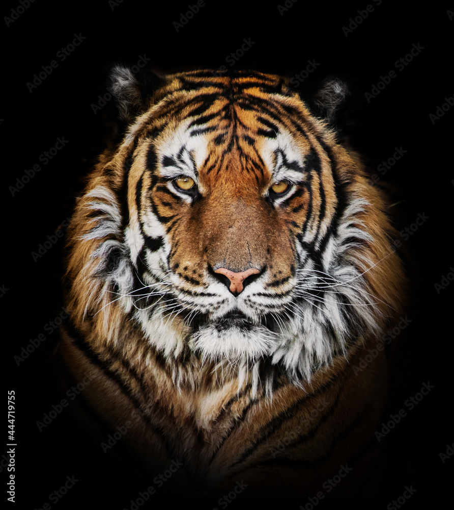 Naklejka premium Tiger face portrait on black background