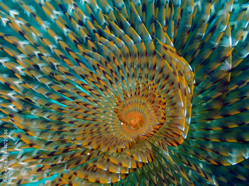 Mediterranean fanworm in Adriatic sea, Croatia
 photo