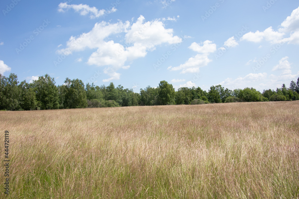 Heather landscape with grasses