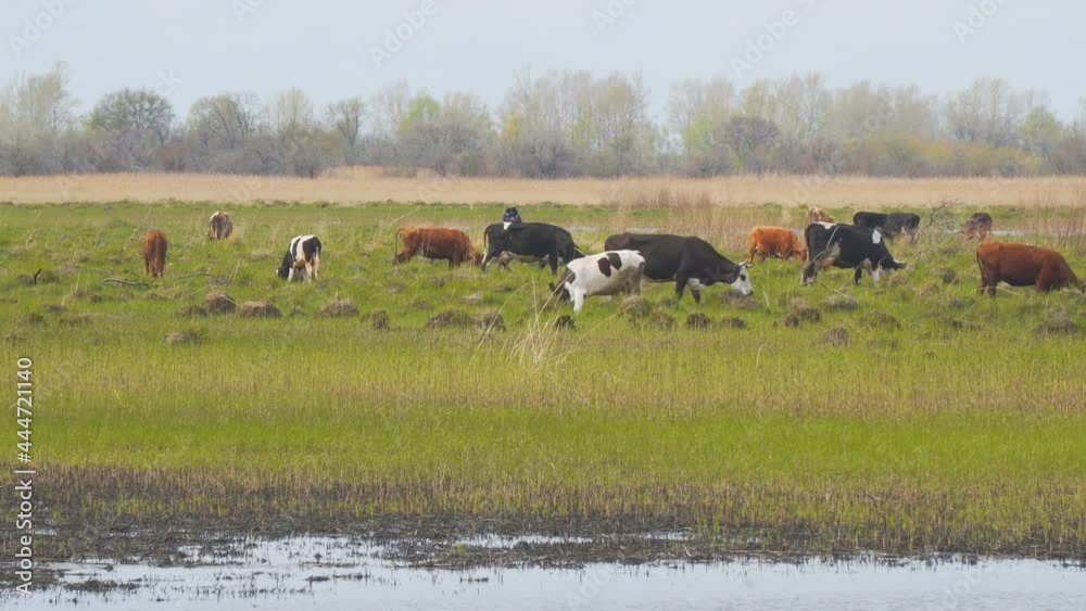 Cows graze on the shore of a pond or swamp. Camera panning Cows graze on the shore of a pond or swamp. Camera panning